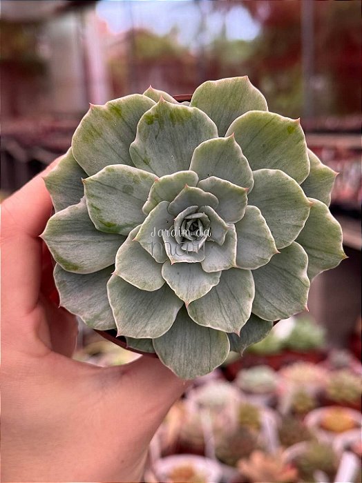 Echeveria silver river variegata