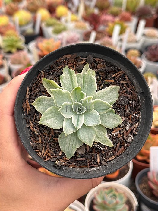 Echeveria silver river variegata