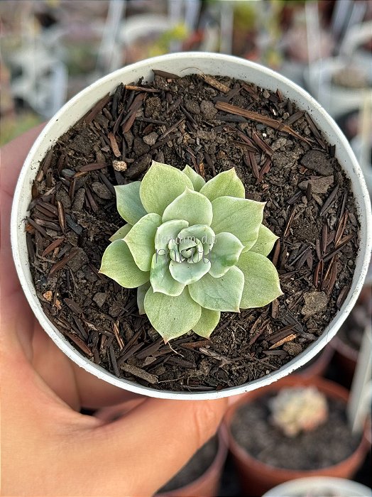 Echeveria silver river variegata