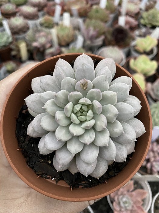xSedeveria maialen variegata