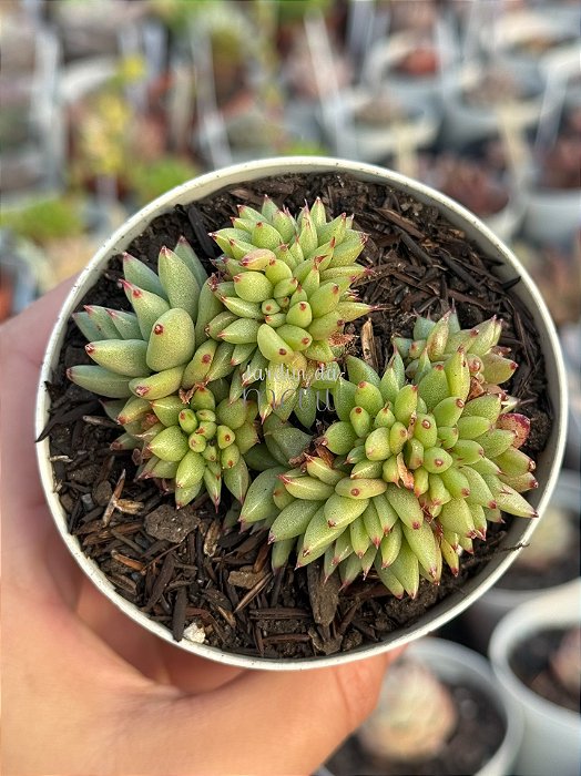 Echeveria agavoides rainstar cristata