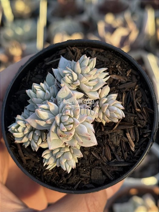 Echeveria blue star
