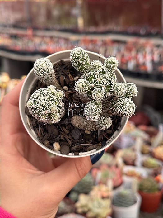 Mammillaria vetula (cacto dedal)