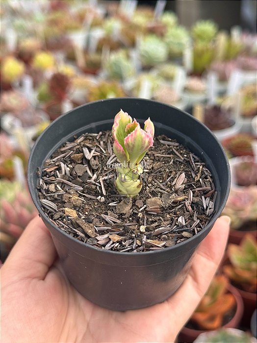 Euphorbia monadenium stapelioides variegata