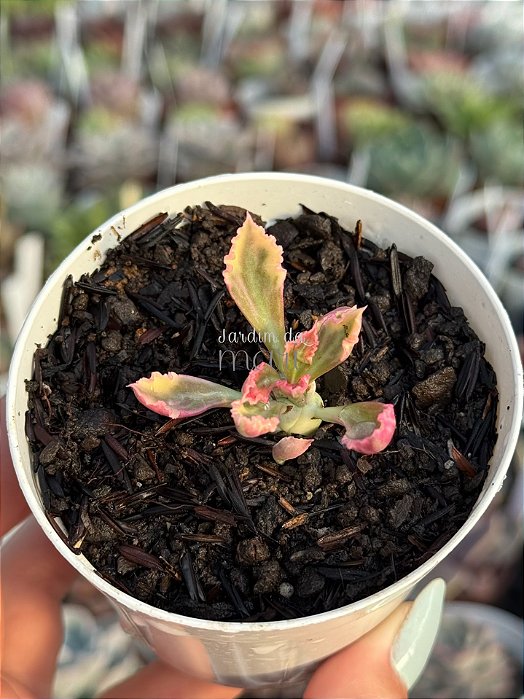 Euphorbia monadenium stapelioides variegata