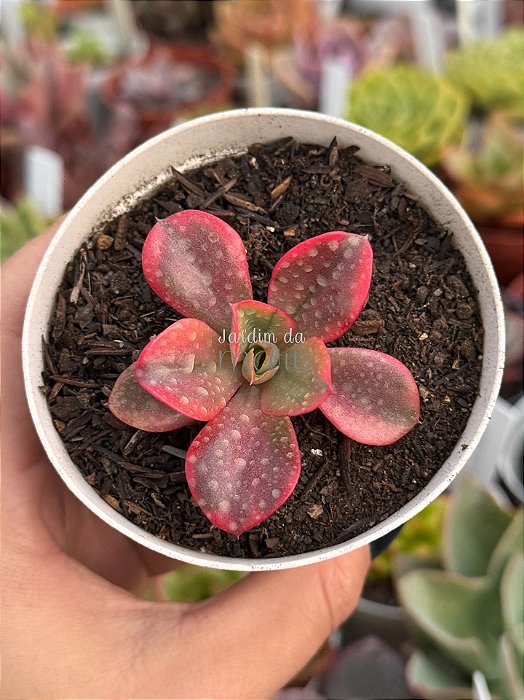 Echeveria mini goseong red