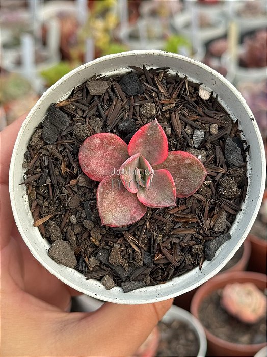 Echeveria mini goseong red