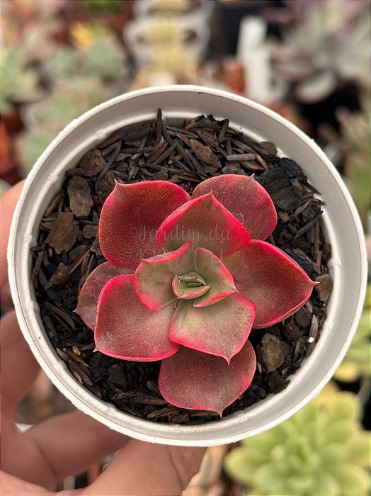 Echeveria mini goseong red
