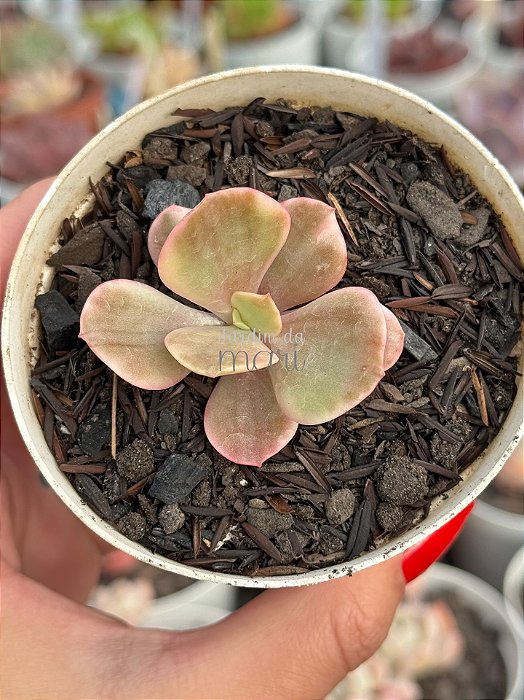Echeveria silk road variegata (sem raiz)