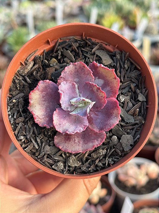 Echeveria king dragon