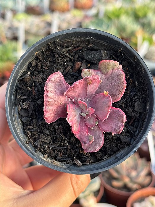 Echeveria red chantilly dragon finn