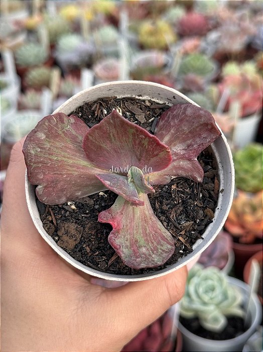 Echeveria suyon frills variegata (sem raiz)