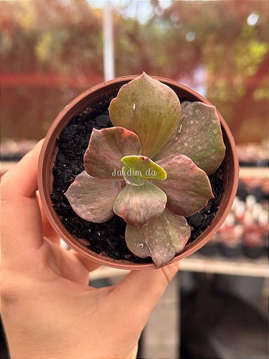 Echeveria suyon frills variegata