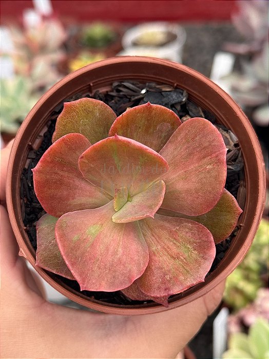 Echeveria suyon frills variegata