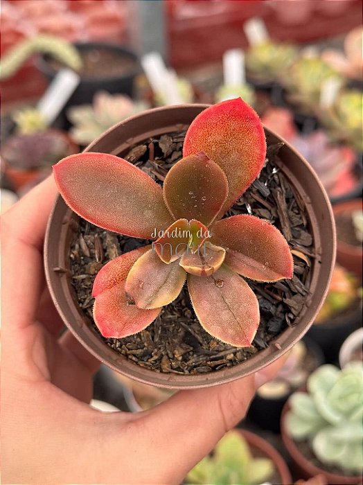 Echeveria fimbriata variegata