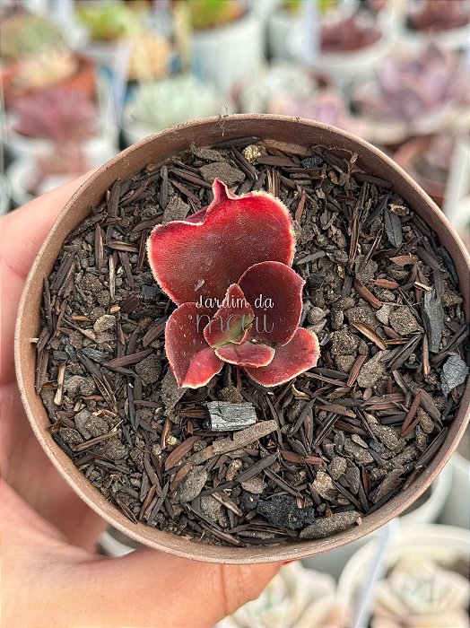 Echeveria fimbriata variegata
