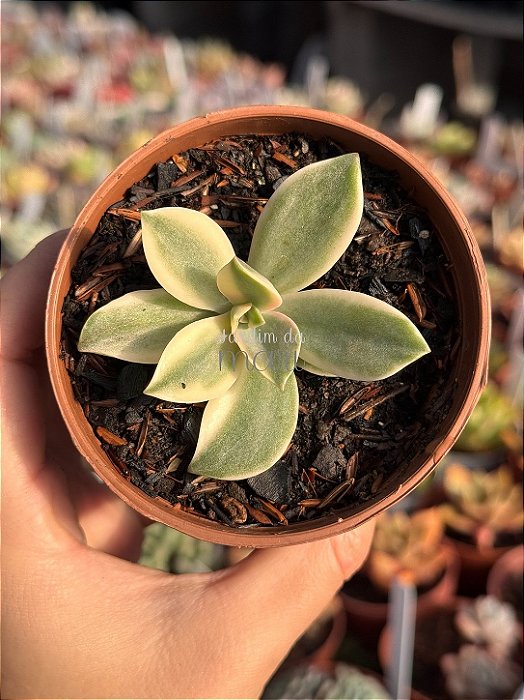 Graptoveria fred yves variegata (sem raiz)