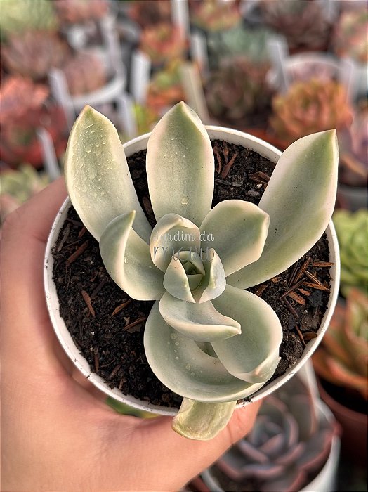 Graptoveria fred yves variegata (sem raiz)