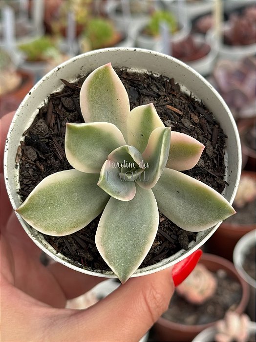 Graptoveria fred yves variegata (sem raiz)