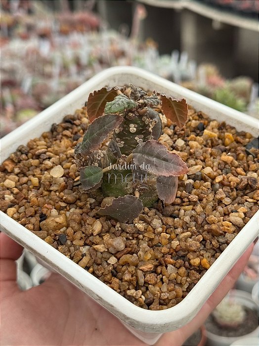 Dorstenia foetida 01