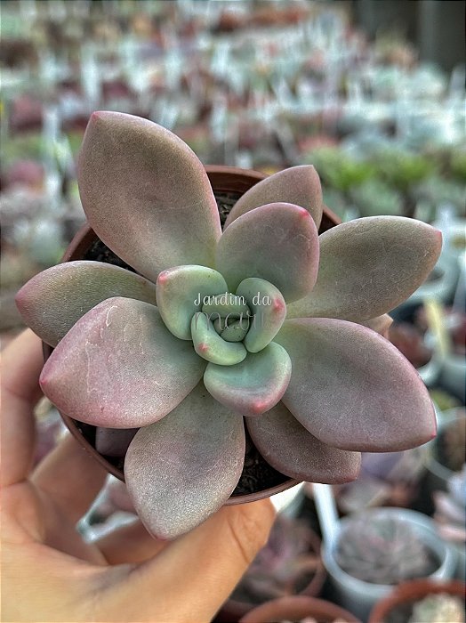 Pachyveria rose crown