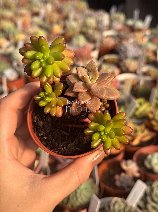 Sedum rubrotictum/bronze