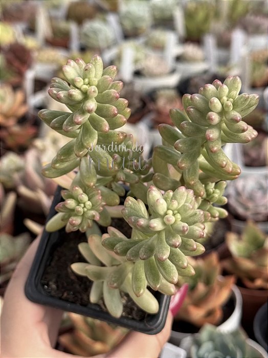 Sedum rubrotictum aurora