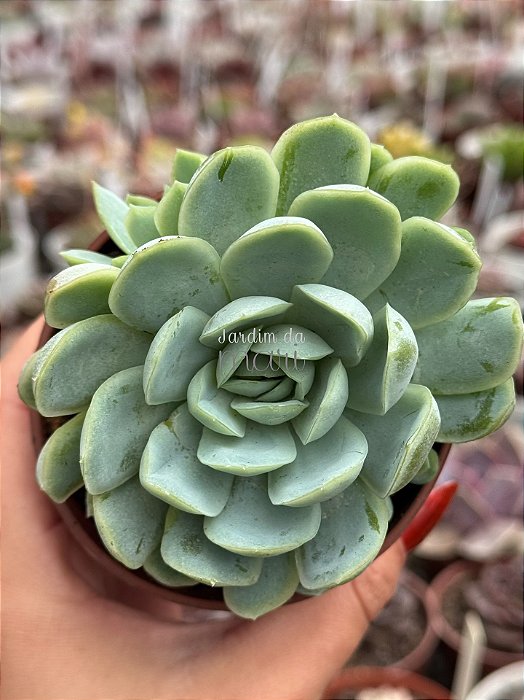 Echeveria raspberry ice