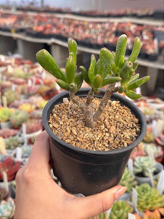 Crassula ovata hobbit (bonsai)