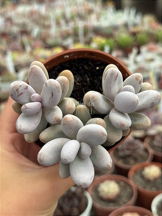 Sedum craigii