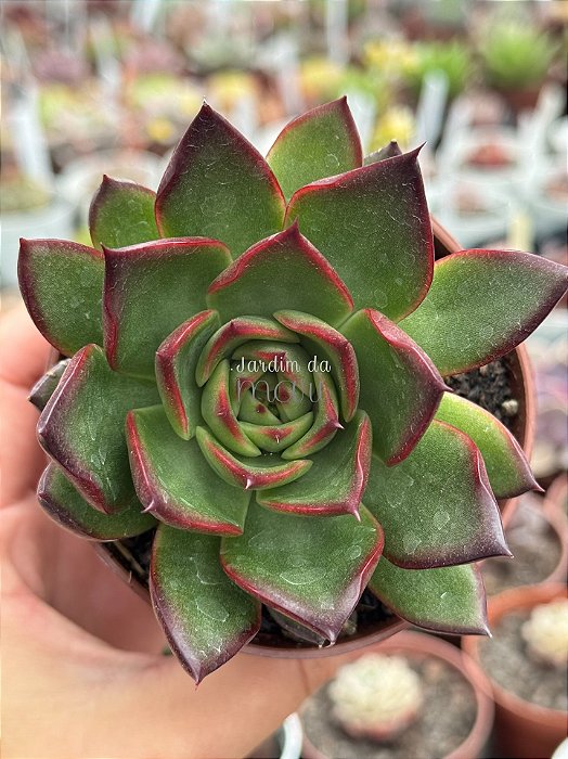 Echeveria red ebony