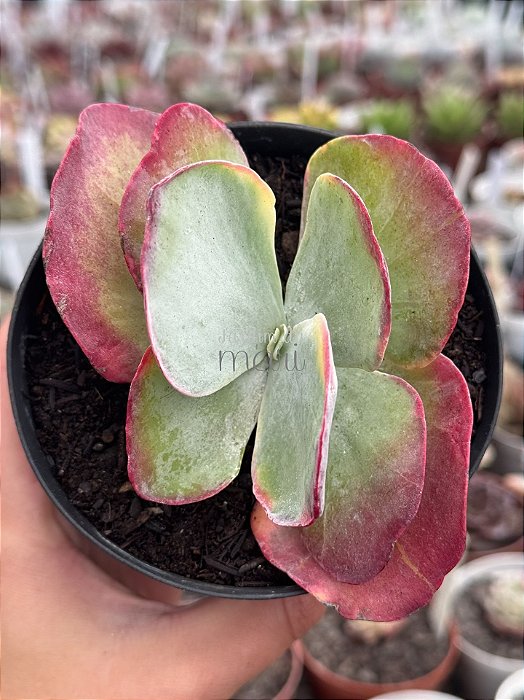 Kalanchoe fantastic