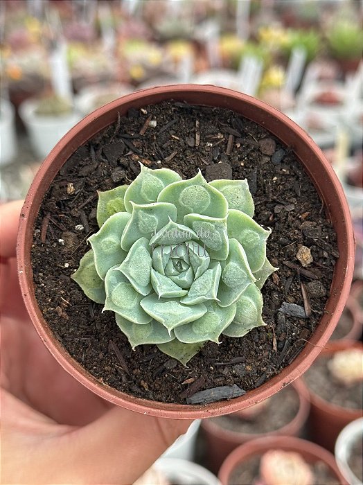 Echeveria hiarium