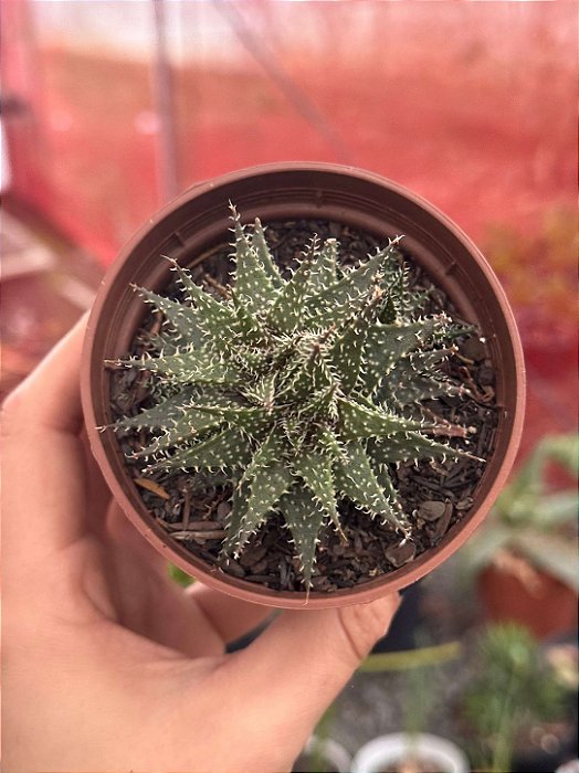 Aloe pepe