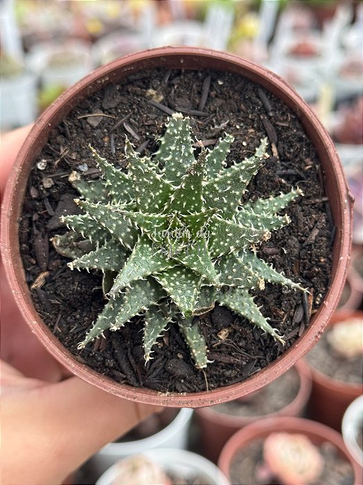 Aloe pepe