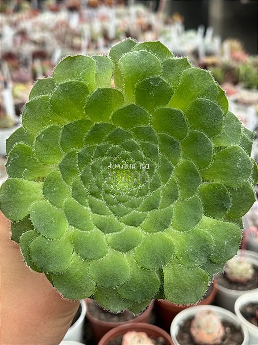 Aeonium tabuliforme