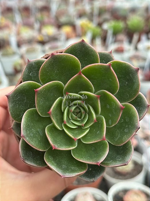 Echeveria san luis
