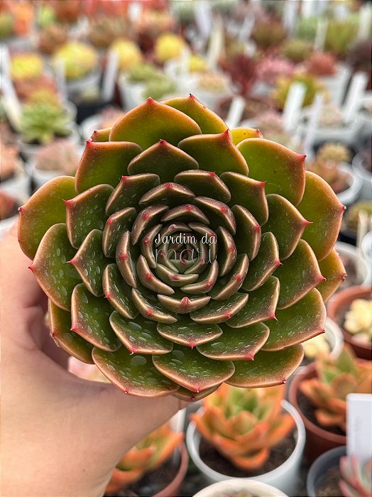 Echeveria san luis
