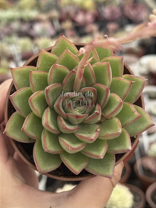 Echeveria skat