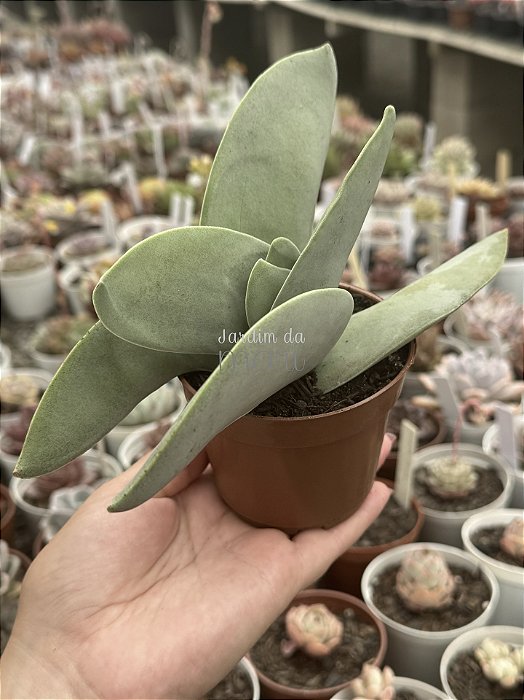 Crassula perfoliata var. falcata (novidade enorme)