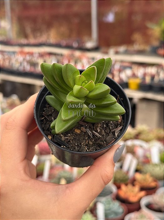 Crassula benjamin