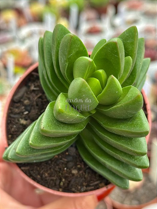 Crassula benjamin