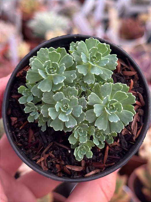 Rhodiola pachyclados (novidade)