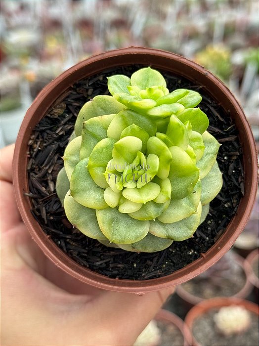 xSedeveria holly variegata