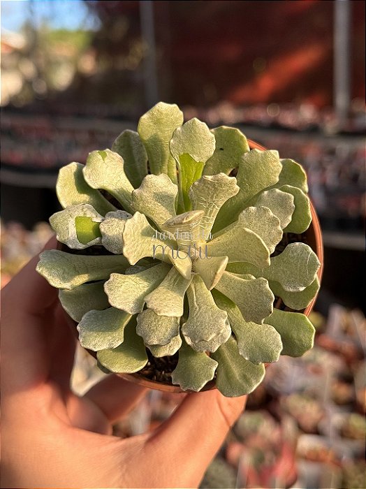 Senecio scaposus var. addoensis