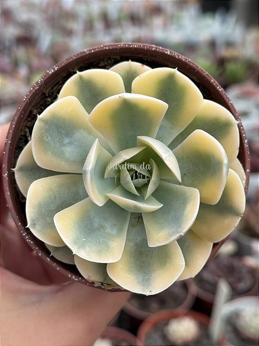 Echeveria akaihoshi variegata (novidade)