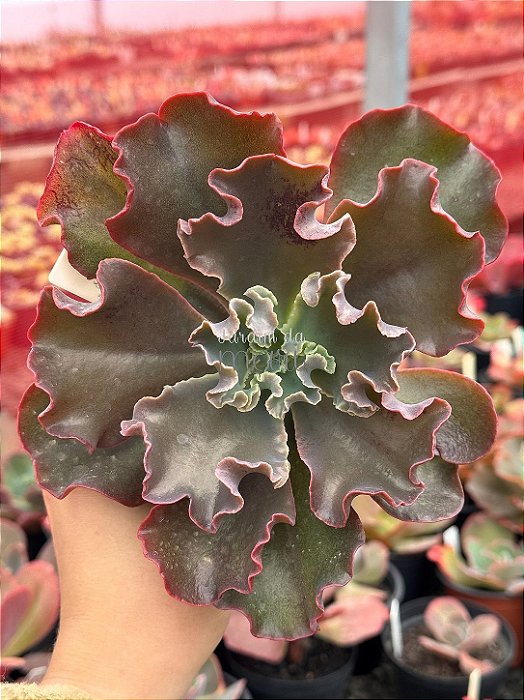 Echeveria Cecelia