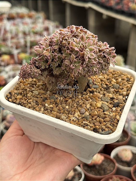 Aeonium sunburst cristata (bonsai +8 anos) 01