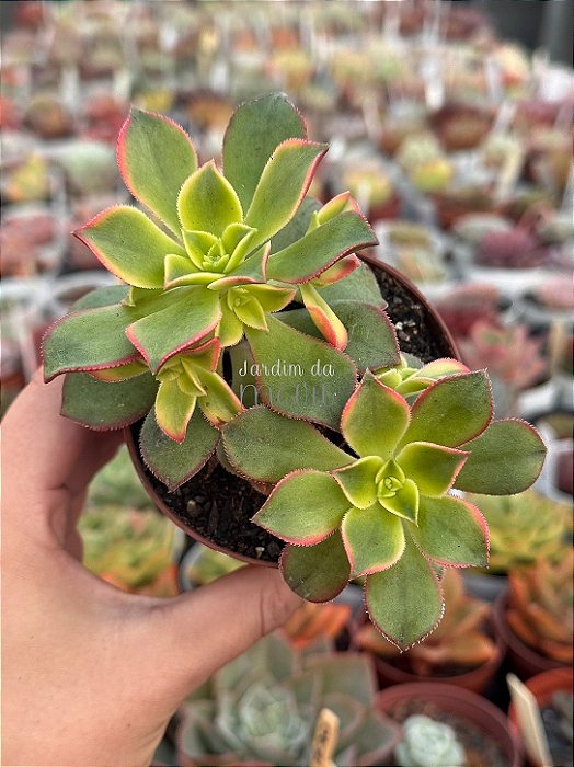 Aeonium kiwi