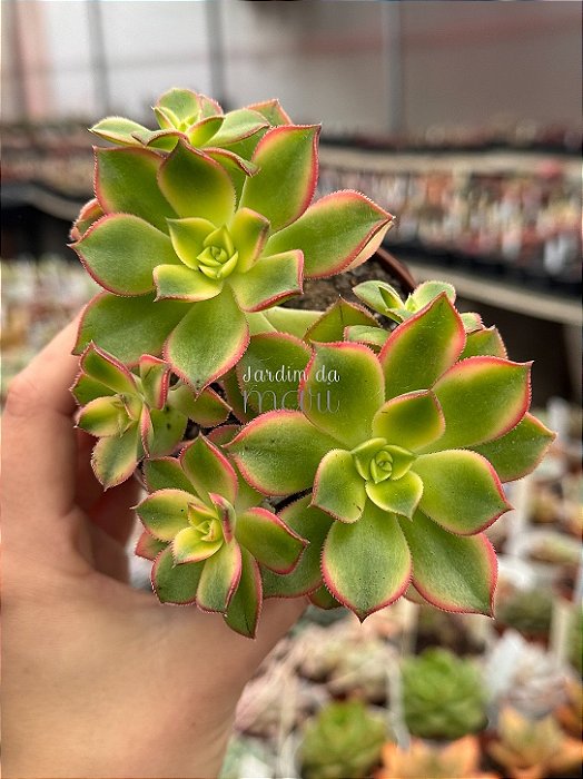 Aeonium kiwi